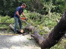 Best Fruit Tree Pruning  in Shenandoah Heights, PA