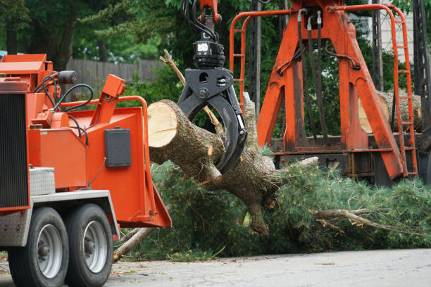 How Our Tree Care Process Works  in  Shenandoah Heights, PA