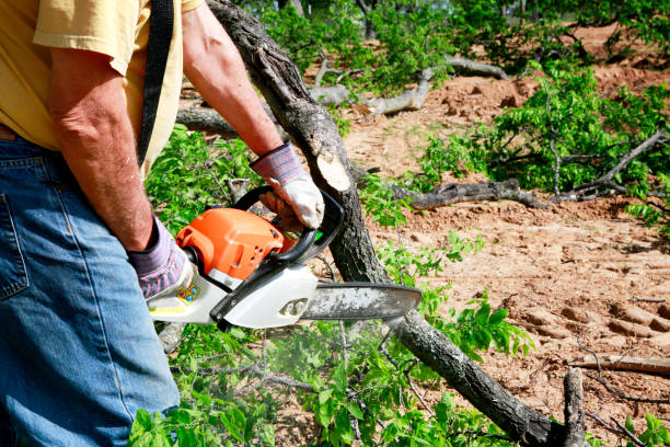 Professional Tree Services in Shenandoah Heights, PA